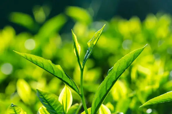tés verdes japoneses nuevos orgánicos tés de autor tés estacionales