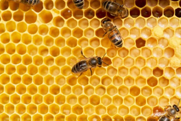 MIEL artesana FLOREZIENDO Asturias RESERVA NATURAL MUNIELLOS 2025