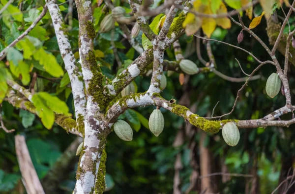 100% CACAO artesano de origen puro sin azúcar Galicia Essenzo REPÚBLICA DOMINICANA
