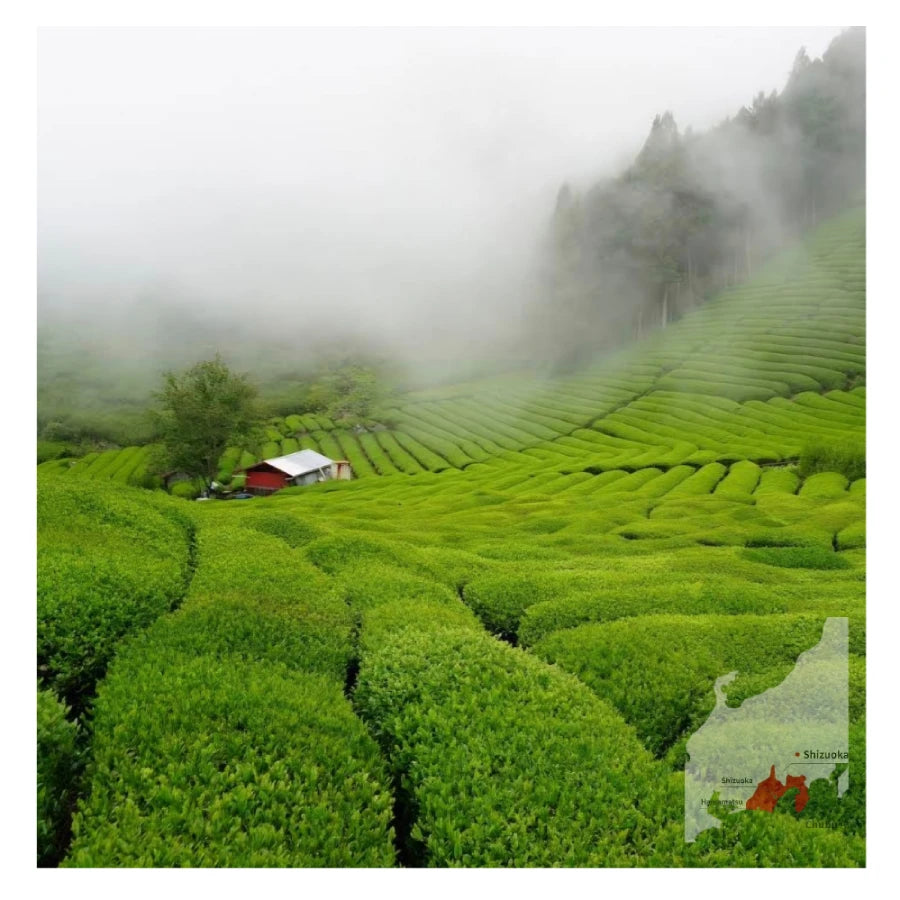 TÉ MATCHA CEREMONIAL Surugaji Honyama usucha SHIZUOKA 20 g