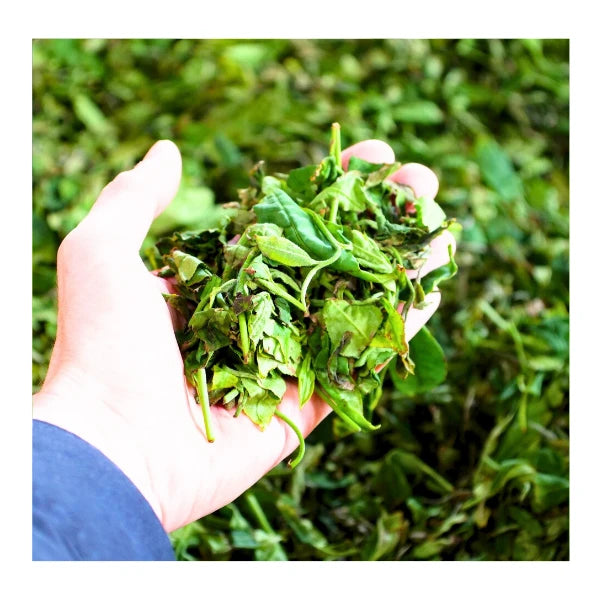 GENMAICHA sencha zairai con arroz tostado Baisen genmai KIRISHIMA 100 g