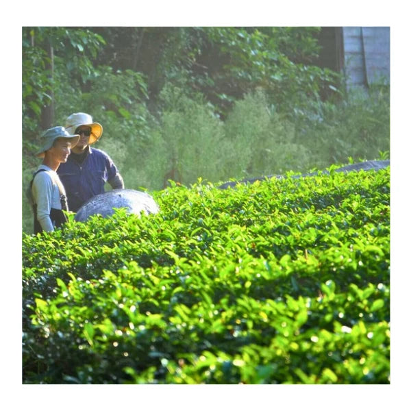 GENMAICHA sencha zairai con arroz tostado Baisen genmai KIRISHIMA 100 g