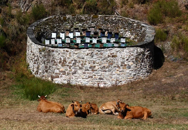 MIEL artesana FLOREZIENDO Asturias RESERVA NATURAL MUNIELLOS 2025