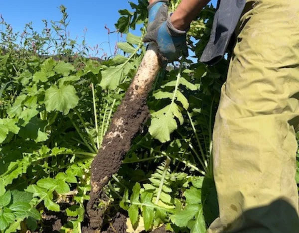 IBURIGAKKO auténtico daikon encurtido en cerveza ahumado 150 g