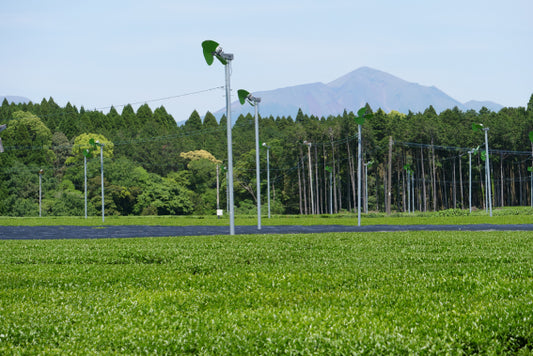 PREORDEN TÉ VERDE NUEVO sencha orgánico Kirishima aracha SHINCHA 2026