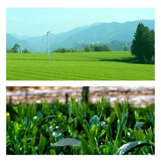 PREORDEN TÉ MATCHA CEREMONIAL origen único HOSHINO YAME 40 g