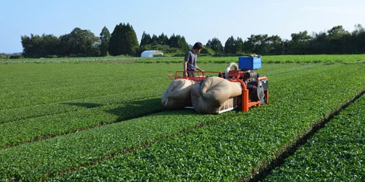 PREORDEN TÉ VERDE nuevo orgánico Miyazaki kamairicha SHINCHA 2026