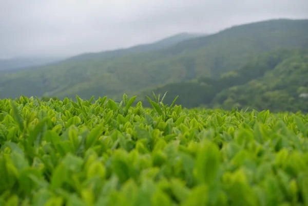 TÉ VERDE SENCHA asamushi primera cosecha Yamakai KAMIMIZU 100 g