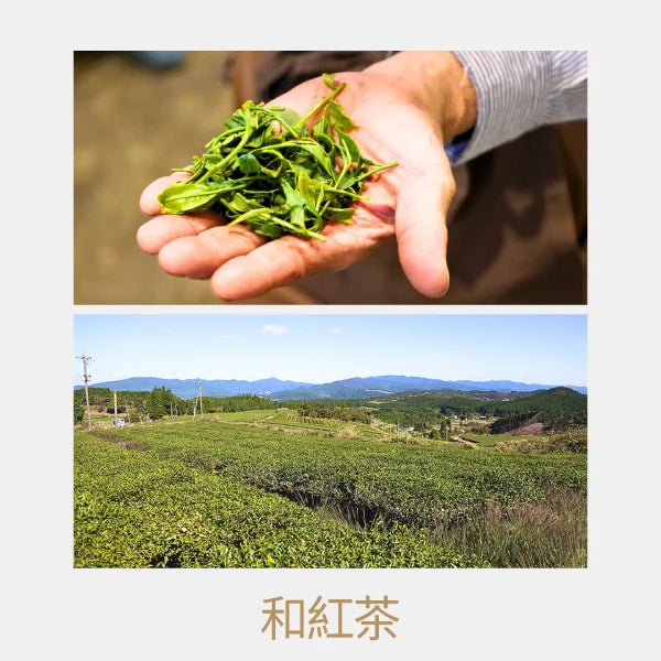 TÉ NEGRO JAPONÉS Kumamoto wakocha zairai MATSUMOTO 50 g