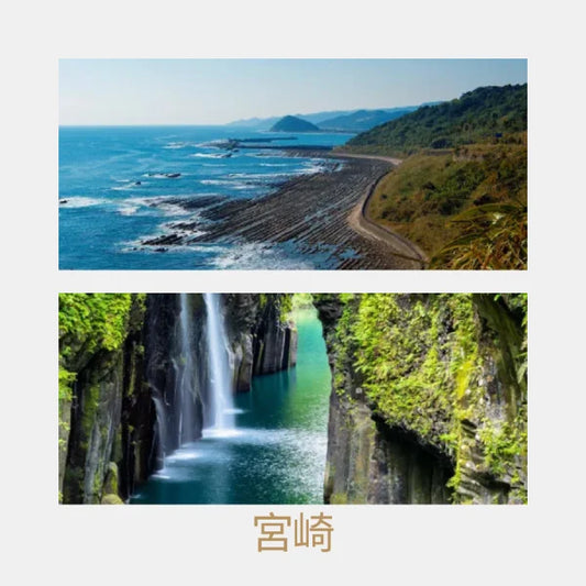 TÉ VERDE yanagi bancha segunda cosecha orgánico MIYAZAKI 100 g