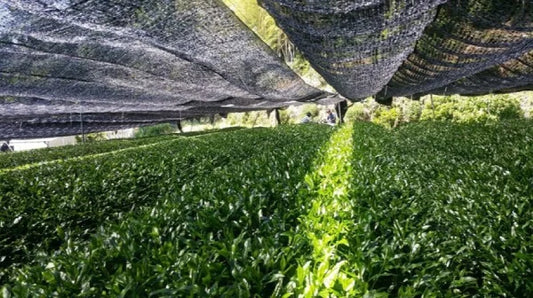 PREORDEN MATCHA CEREMONIAL orgánico ichibancha uso diario UJI 20 g