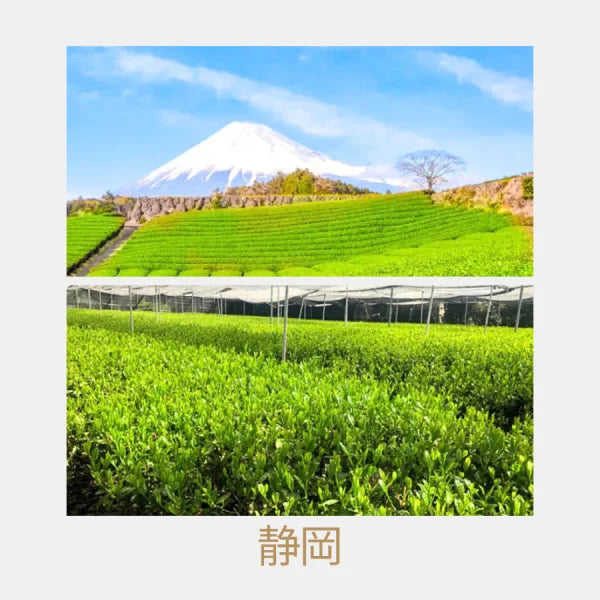 TÉ MATCHA CEREMONIAL Hattori origen único SHIZUOKA 30 g