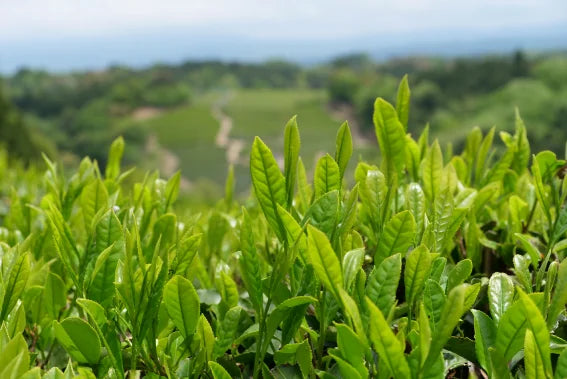 TÉ VERDE JAPONÉS orgánico tostado hojicha zairai SUIKYO NARA 50 g