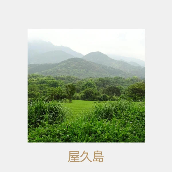 TÉ NEGRO JAPONÉS Yakushima wakocha 100 g MADURADO 24 MESES