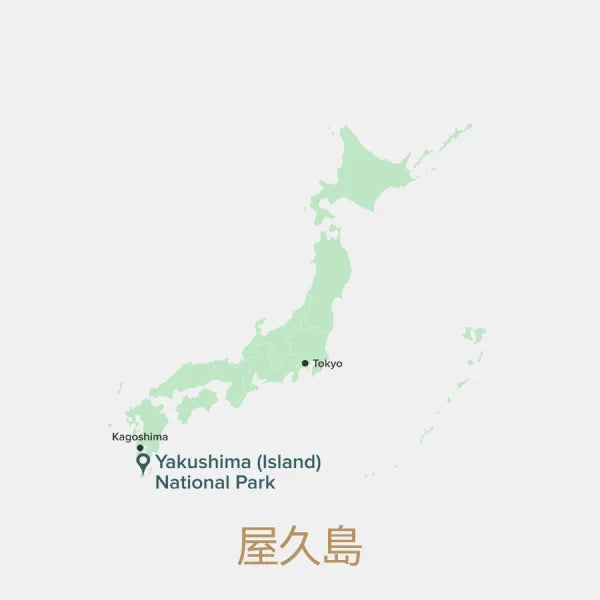 TÉ NEGRO JAPONÉS Yakushima wakocha 100 g MADURADO 24 MESES