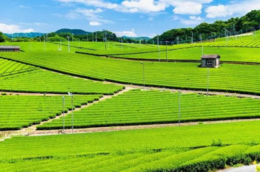 Descubre el te de Yame Fukuoka Kyushu Japon
