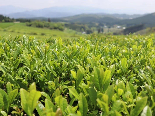 Descubre la septima region productora de te Kumamoto en Kyushu kamairicha kamaguricha wakocha