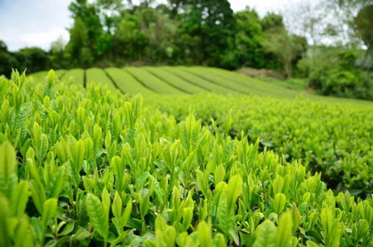Comprar te verde japones calidad superior de sombra gyokuro asatsuyu 