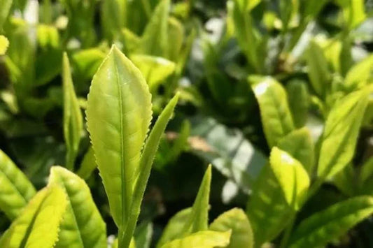 Descubre el cultivar varietal de te japones Yamakai registrado en 1967