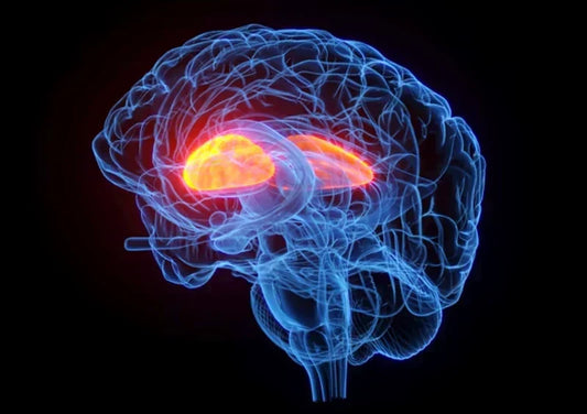 Descubre el acido gamma aminobutirico GABA neurotransmisor esencial del sistema nervioso central