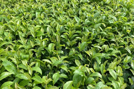 Kanaya Midori cultivar articulo Midori matcha Kirishima Yakushima wakocha