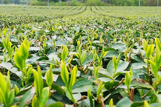 Zairai chabatake campo de te planta nativa cultivada a partir de semillas