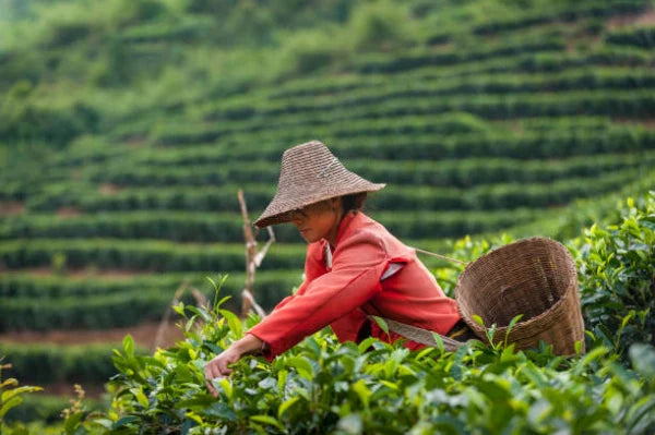 Descubre tes chinos de Yunnan Jingmai 