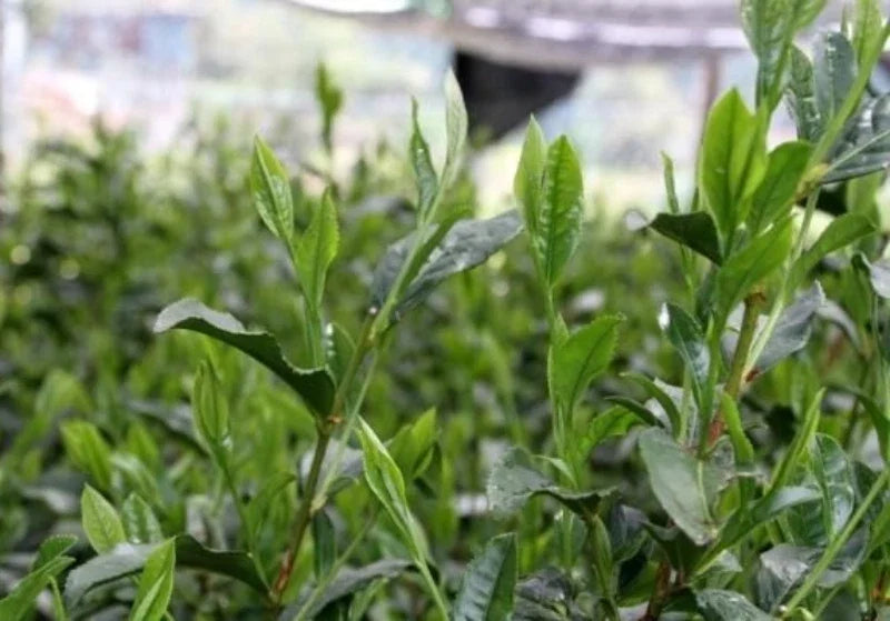 Comprar te japones de cultivo tradicional convencional