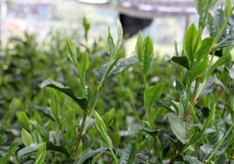 Comprar te japones de cultivo tradicional convencional