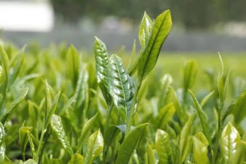 Comprar te japones monocultivar monovarietal 