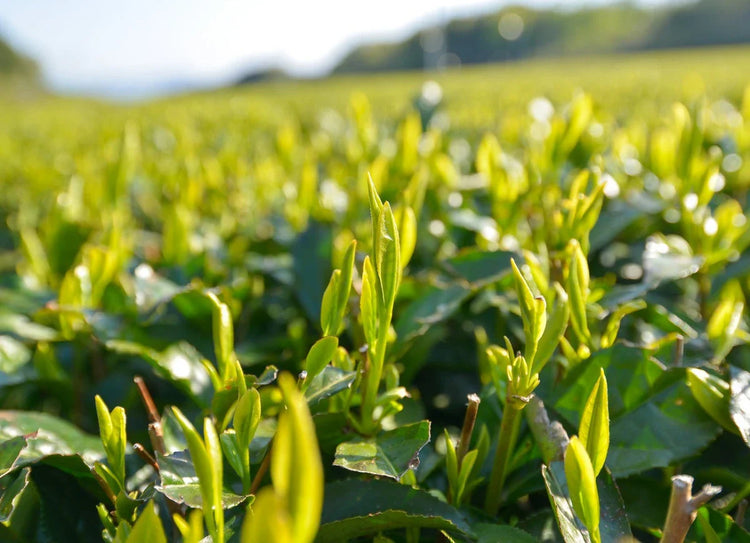 Descubre el te japines cultivado en Shimane Izumo Japon Izumocha