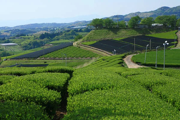 Yame Fukuoka Japon campo de te