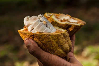 100% CACAO artesano de origen puro Galicia Essenzo REPÚBLICA DOMINICANA