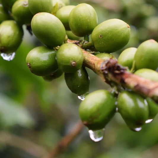 CAFÉ de origen Puchero tueste nacional VALLADOLID