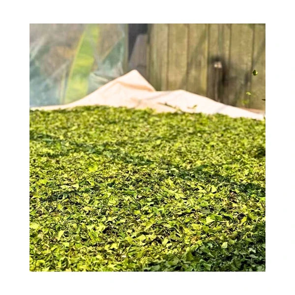 TÉ NEGRO chino Hongcha Jingmai Dashu 2022 Shaiqing Maocha YUNNAN