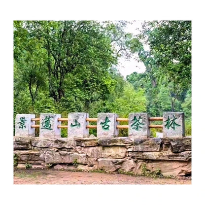 TÉ NEGRO chino Hongcha Jingmai Dashu 2022 Shaiqing Maocha YUNNAN