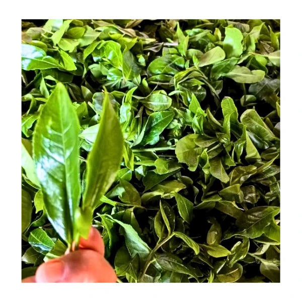 TÉ NEGRO chino Hongcha Jingmai Dashu 2022 Shaiqing Maocha YUNNAN