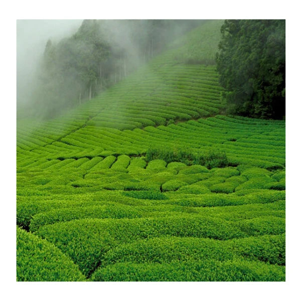 TÉ MATCHA CEREMONIAL Surugaji Honyama usucha SHIZUOKA 20 g