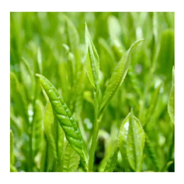 TÉ MATCHA CEREMONIAL Surugaji Honyama usucha SHIZUOKA 20 g