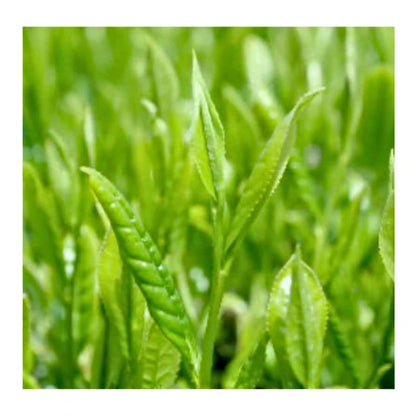 TÉ MATCHA CEREMONIAL Surugaji Honyama usucha SHIZUOKA 20 g