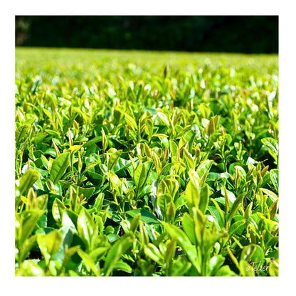 PREORDEN TÉ VERDE nuevo orgánico Miyazaki kamairicha SHINCHA 2026