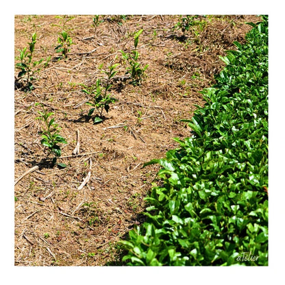 PREORDEN TÉ VERDE nuevo orgánico Miyazaki kamairicha SHINCHA 2026