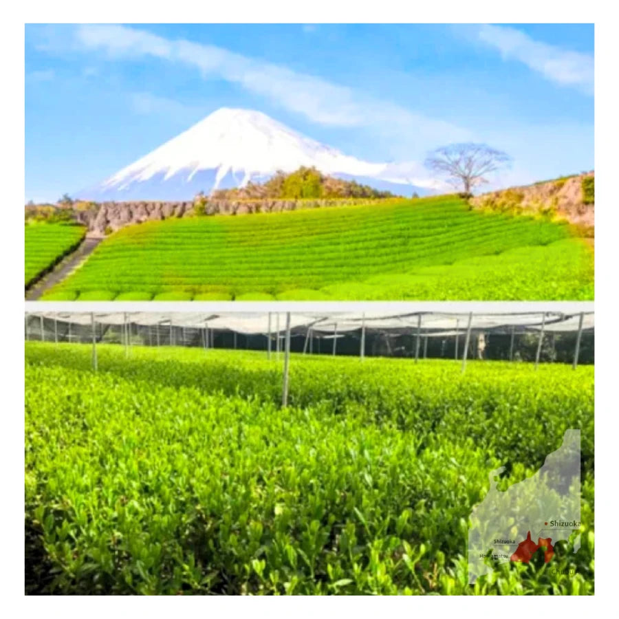 PREORDEN TÉ VERDE japonés tostado y ahumado hojicha SHIMADA 50 g