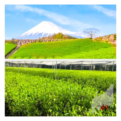 PREORDEN TÉ VERDE japonés tostado y ahumado hojicha SHIMADA 50 g