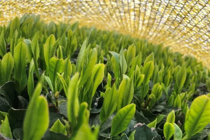 PREORDEN TÉ VERDE GYOKURO calidad superior Hoshino YAME 50 g
