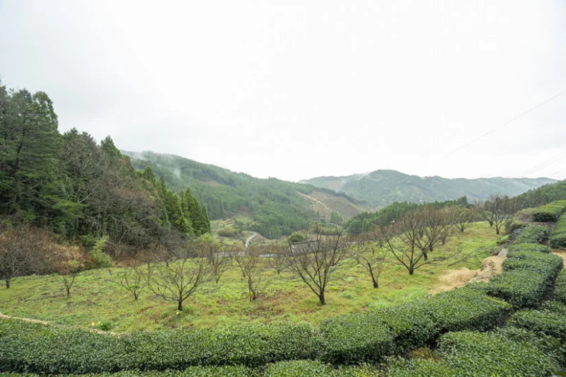 PREORDEN TÉ VERDE GYOKURO calidad superior Hoshino YAME 50 g