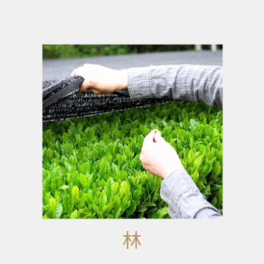 TÉ VERDE YANAGI BANCHA segunda cosecha orgánico MIE 100 g