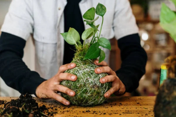 TALLER KOKEDAMA técnica japonesa ESPECIAL DÍA DEL PADRE