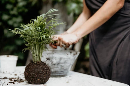 TALLER KOKEDAMA técnica japonesa ESPECIAL DÍA DEL PADRE