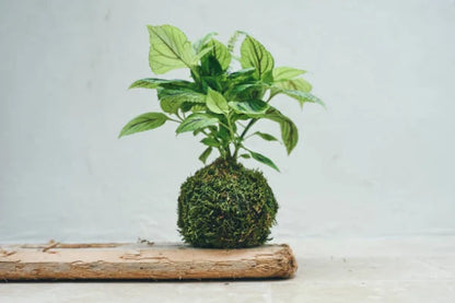 TALLER KOKEDAMA técnica japonesa ESPECIAL DÍA DEL PADRE